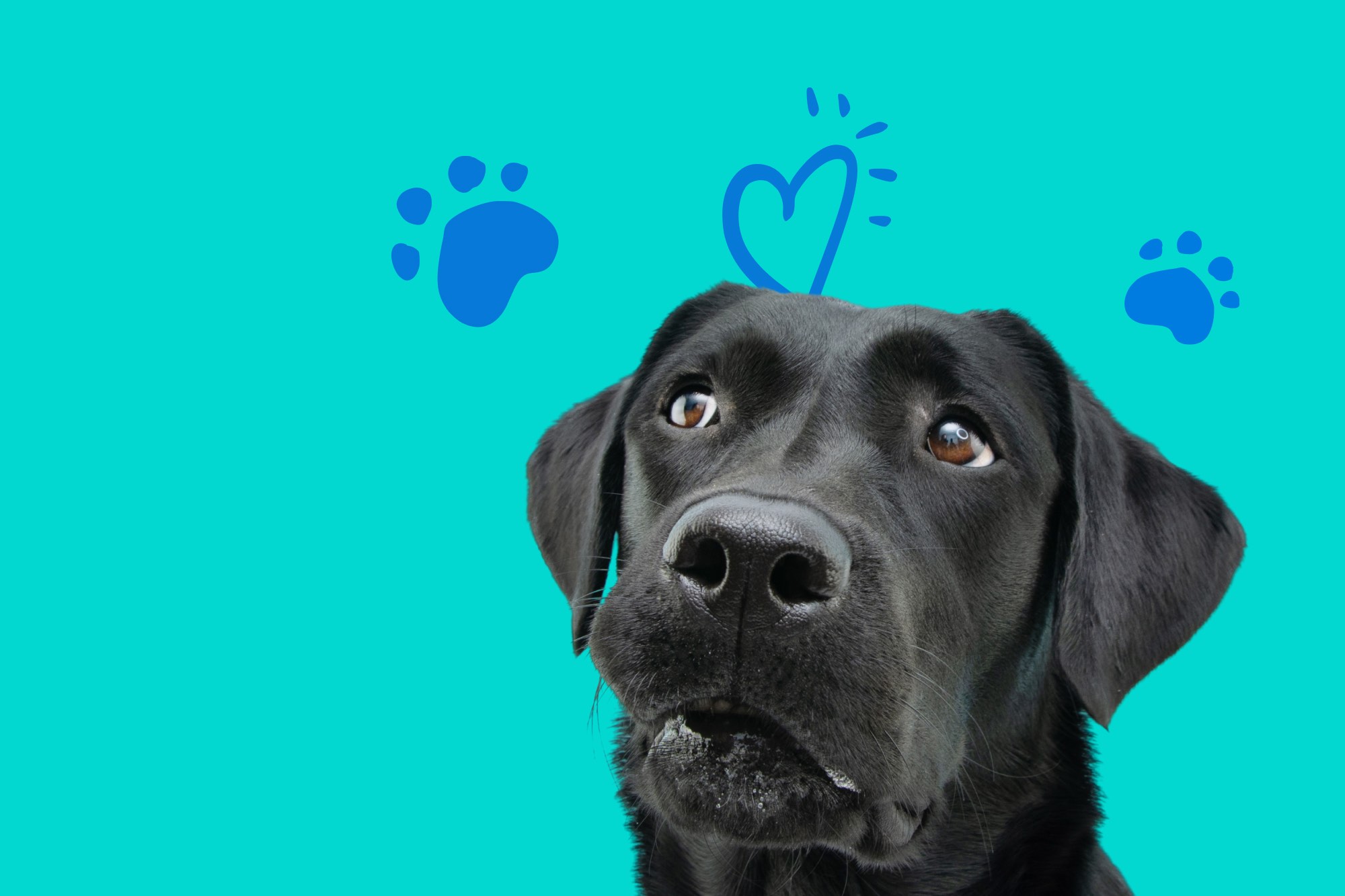 Connecting responsible dog owners with vetted breeders